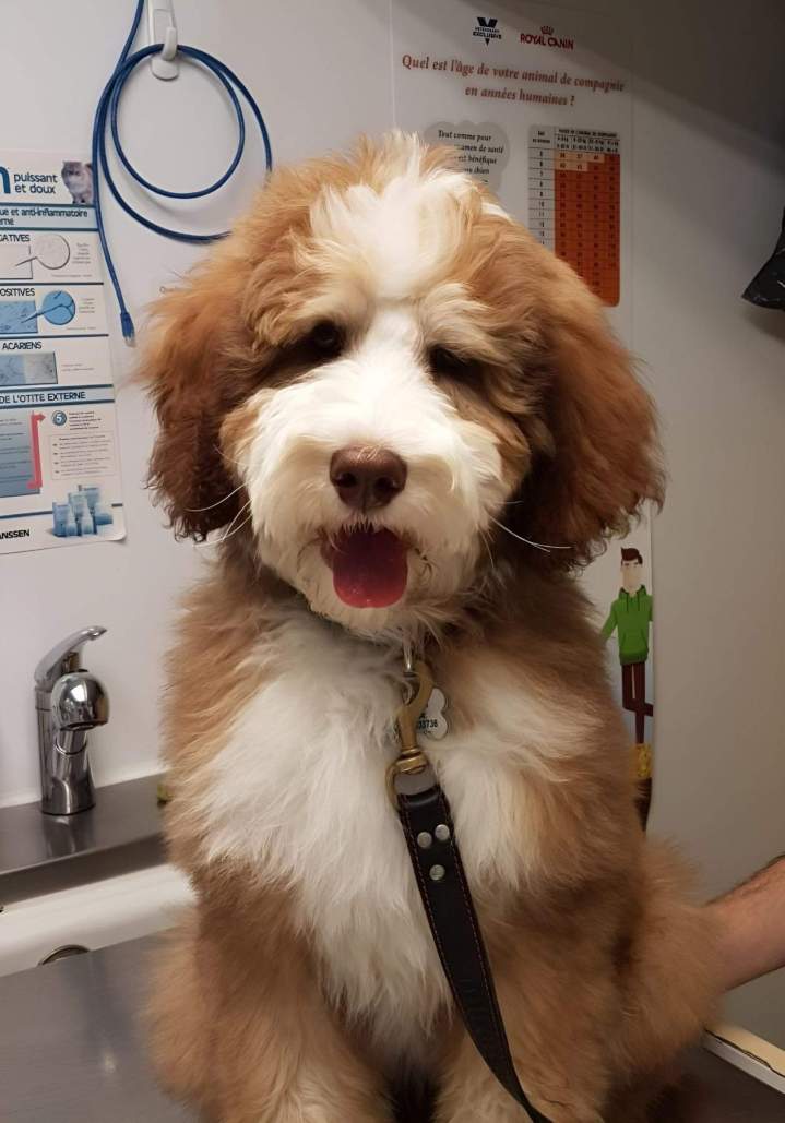 Vaccinated dog Laval