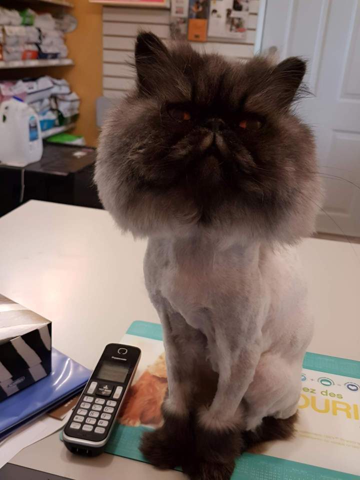 Neat cat Laval