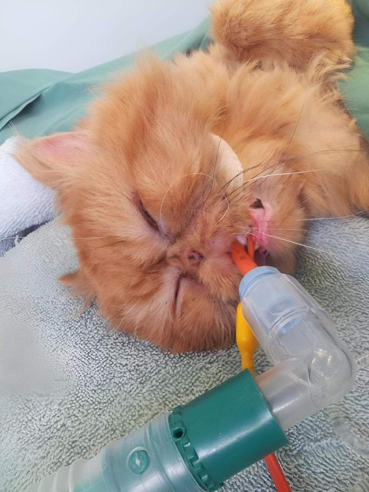 Cat surgery Laval
