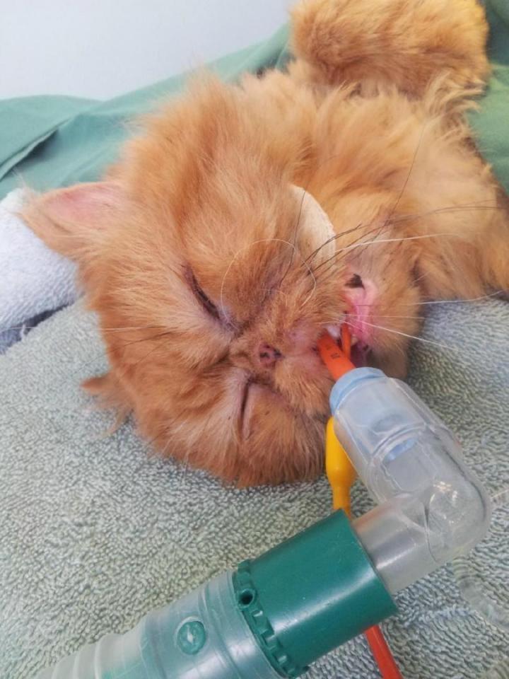 Soins spécialisés pour animaux Laval