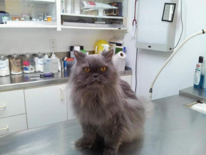 Persian cat in care Laval
