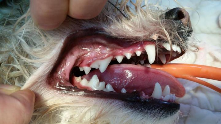 Dentisterie et en chirurgie pour animaux Laval