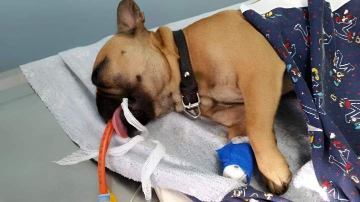 Dog surgery Laval