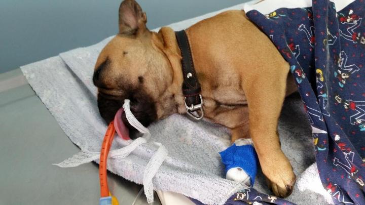 Soins dentaires et chirurgicaux pour animaux Laval