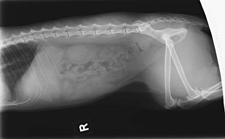 Radiographie vétérinaire Laval