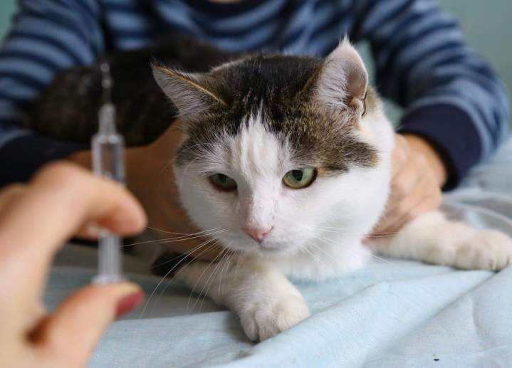 Cat vaccination Laval